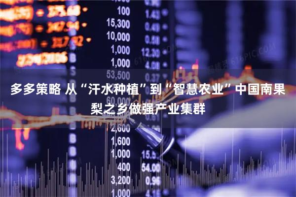 多多策略 从“汗水种植”到“智慧农业”中国南果梨之乡做强产业集群